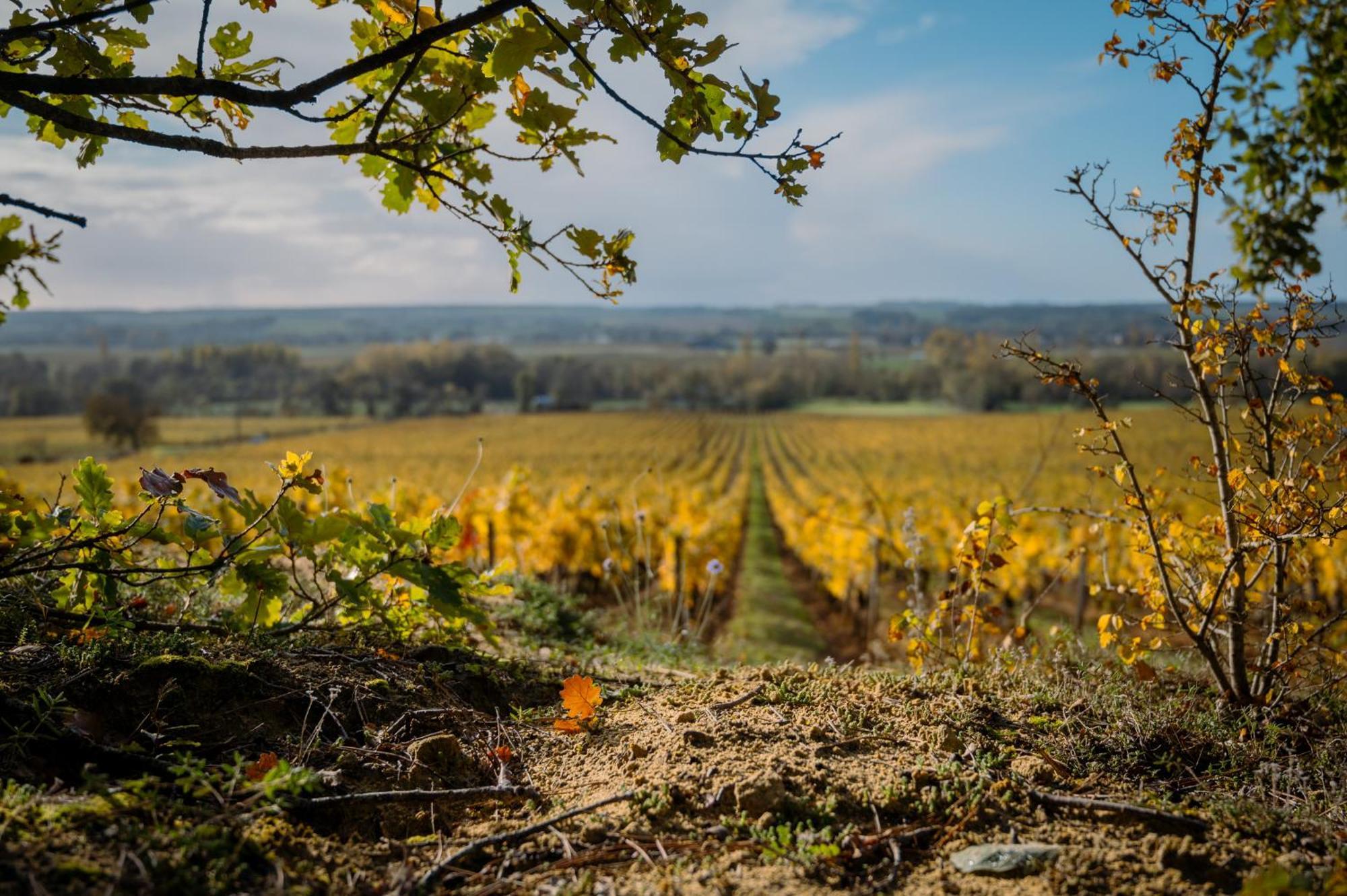 Domaine Beausejour Panzió Panzoult Kültér fotó
